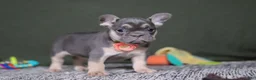 French Bulldog dogs for sale: Bethany - Ad 11