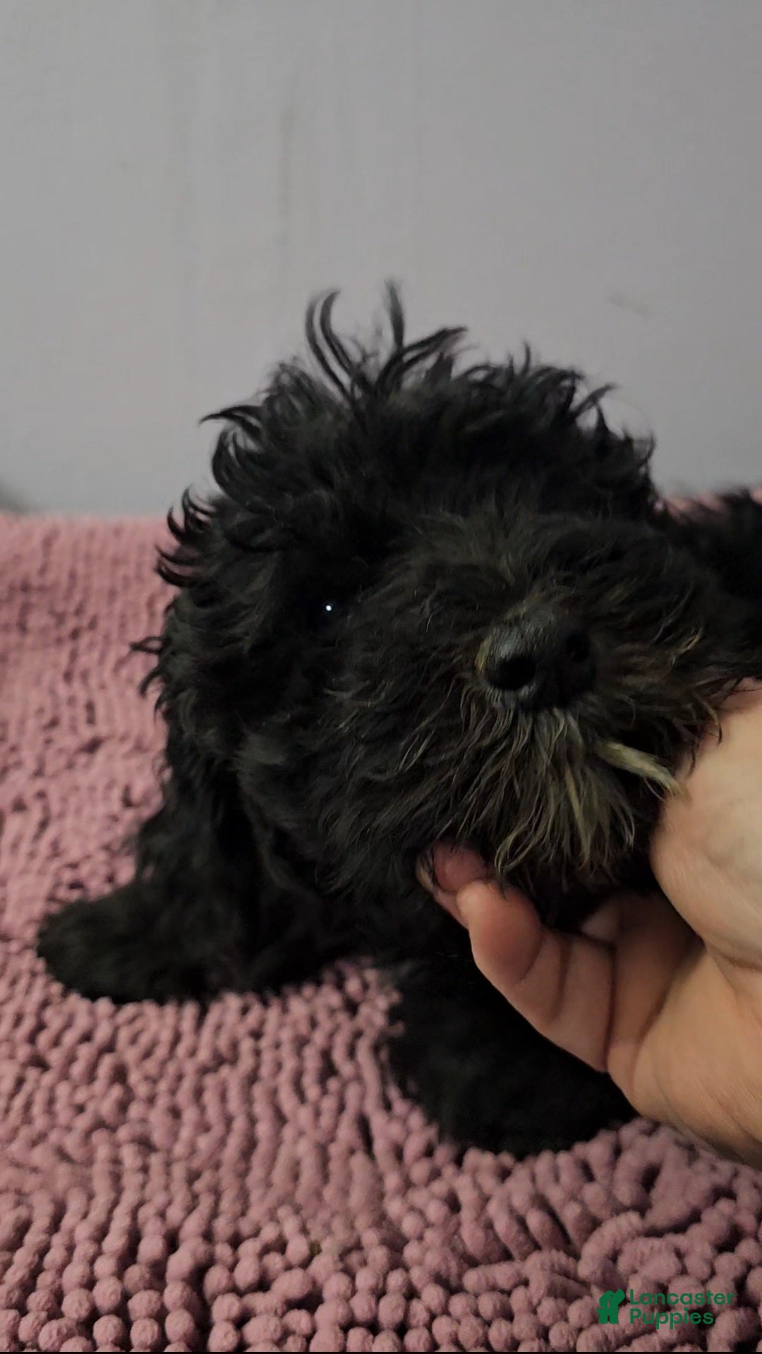 Sheepadoodle dogs Yellow collar girl Sheepadoodle  - Ad 17