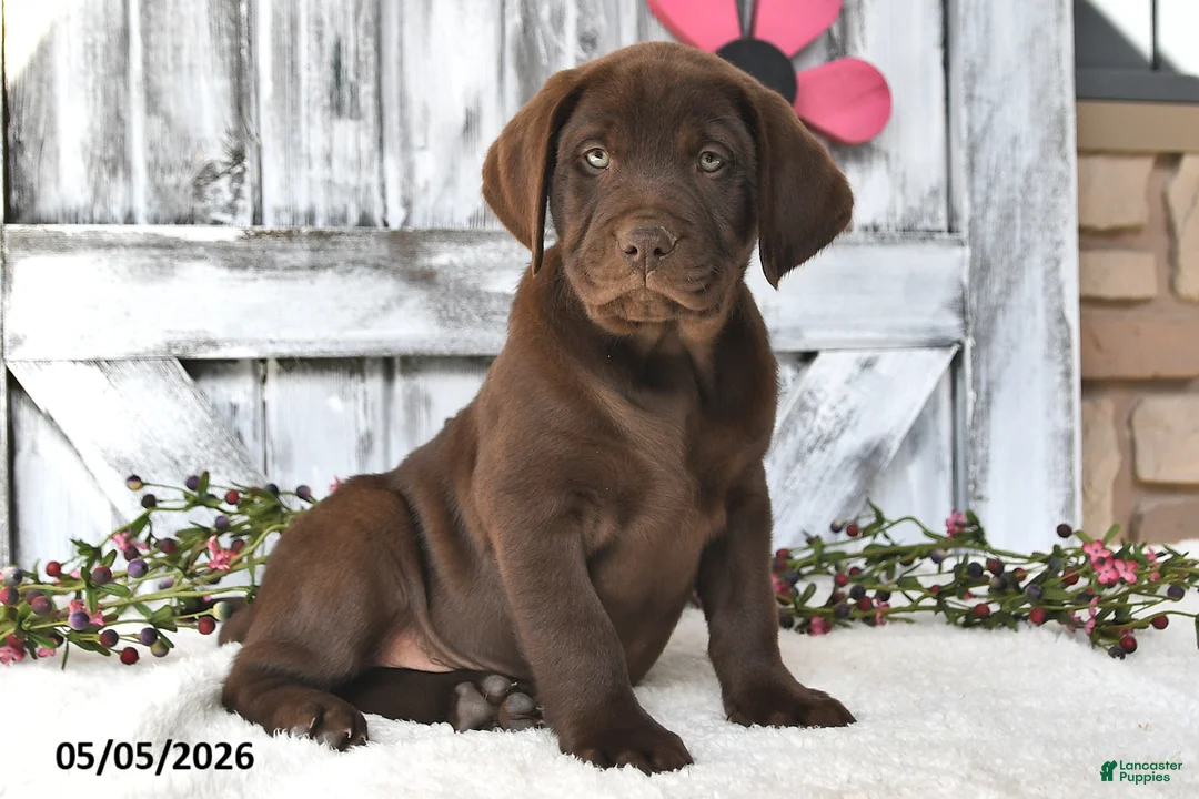 Labrador Retriever dogs for sale: Mason - Ad 1
