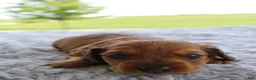 Miniature Dachshund dogs for sale: Miniature Dachshund 4 - Ad 3