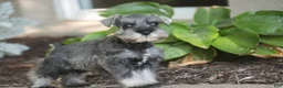 Miniature Schnauzer dogs for sale: Qeleigh Miniature Schnauzer  - Ad 10