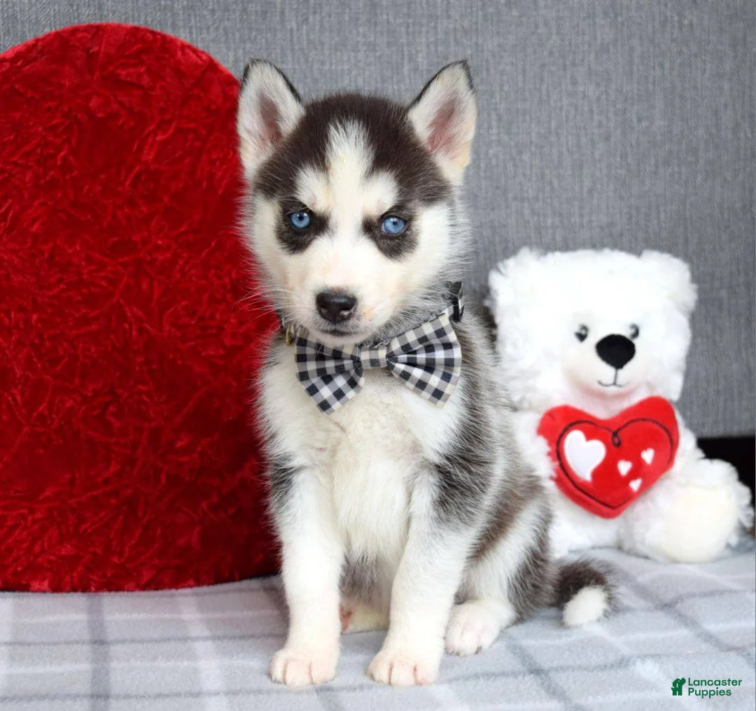 Siberian Husky dogs for sale: Conner  - Ad 2