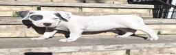 American Bully dogs for sale: "THA ROCK" WHITE WITH MERLE PATCHES - Ad 2