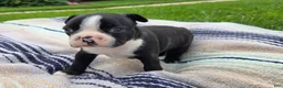 Boston Terrier dogs for sale: Alph Boston Terrier 1 - Ad 2