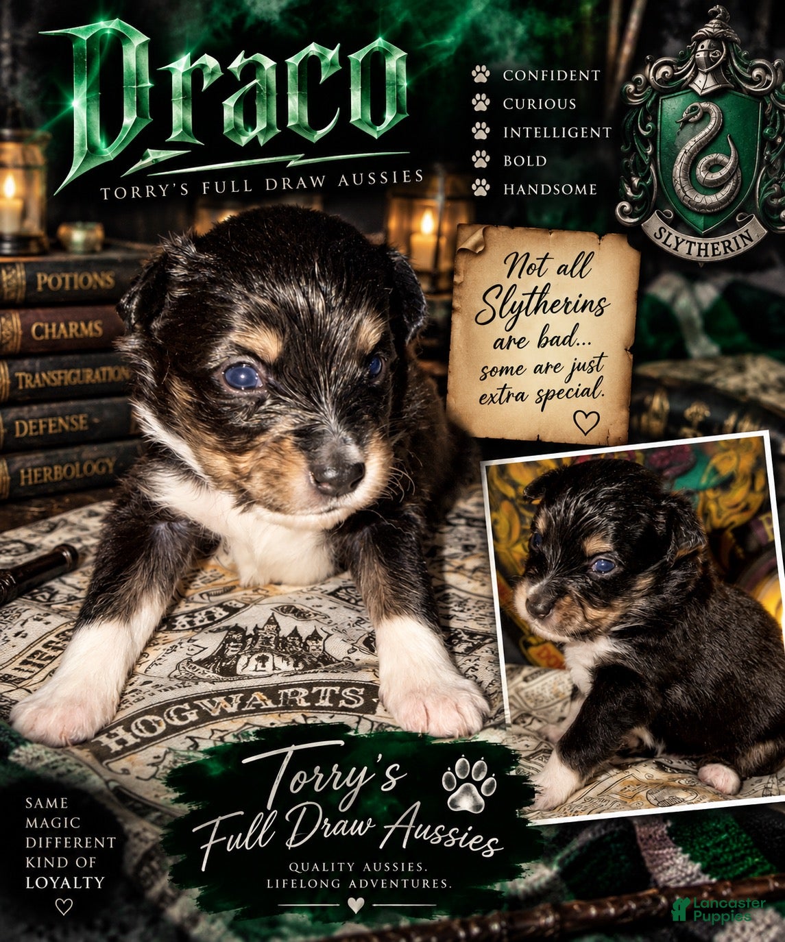 Toy Australian Shepherd dogs for sale: Toy Australian Shepherd DRACO - Ad 4