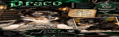 Toy Australian Shepherd DRACO