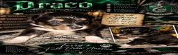 Toy Australian Shepherd dogs for sale: Toy Australian Shepherd DRACO - Ad 1