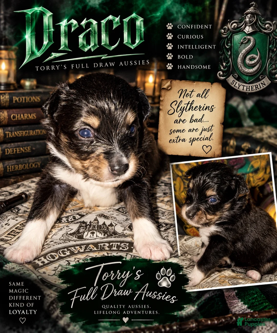 Toy Australian Shepherd dogs for sale: Toy Australian Shepherd DRACO - Ad 1
