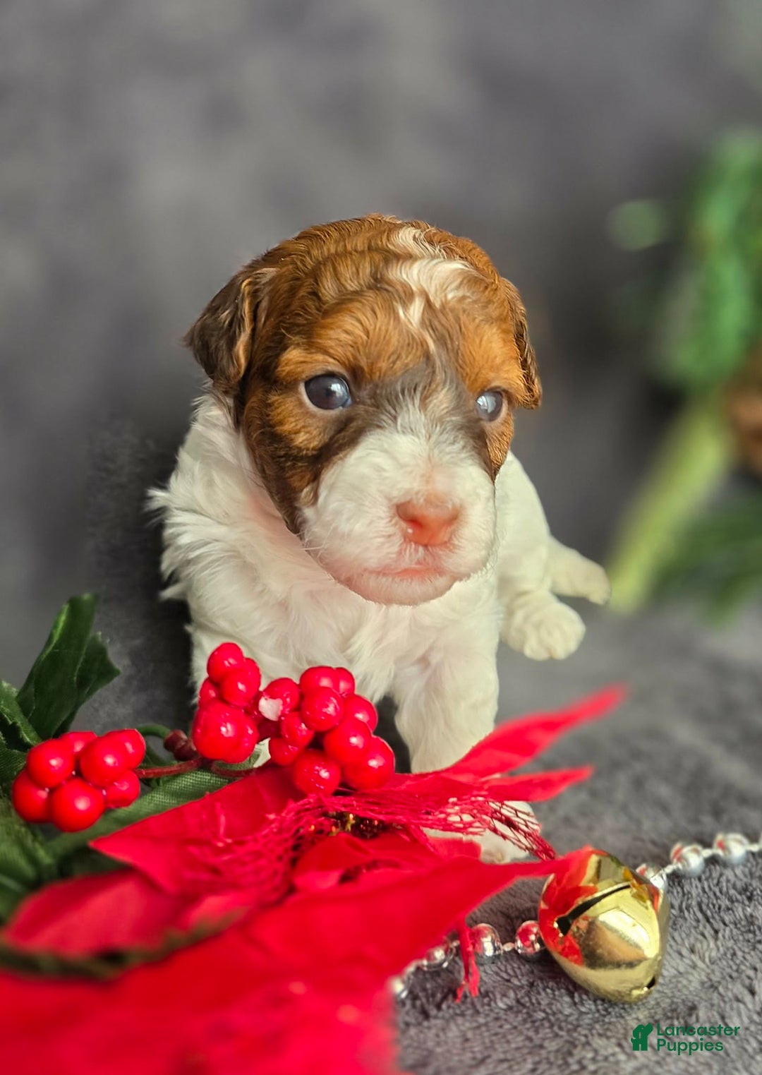 Havapoo dogs for sale: Ledger - Ad 1