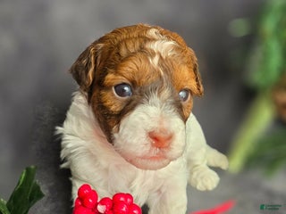 Havapoo dogs Ledger - Ad 31