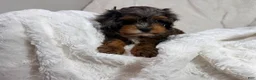 Cavapoo dogs for sale: Peanut 🥜  - Ad 18
