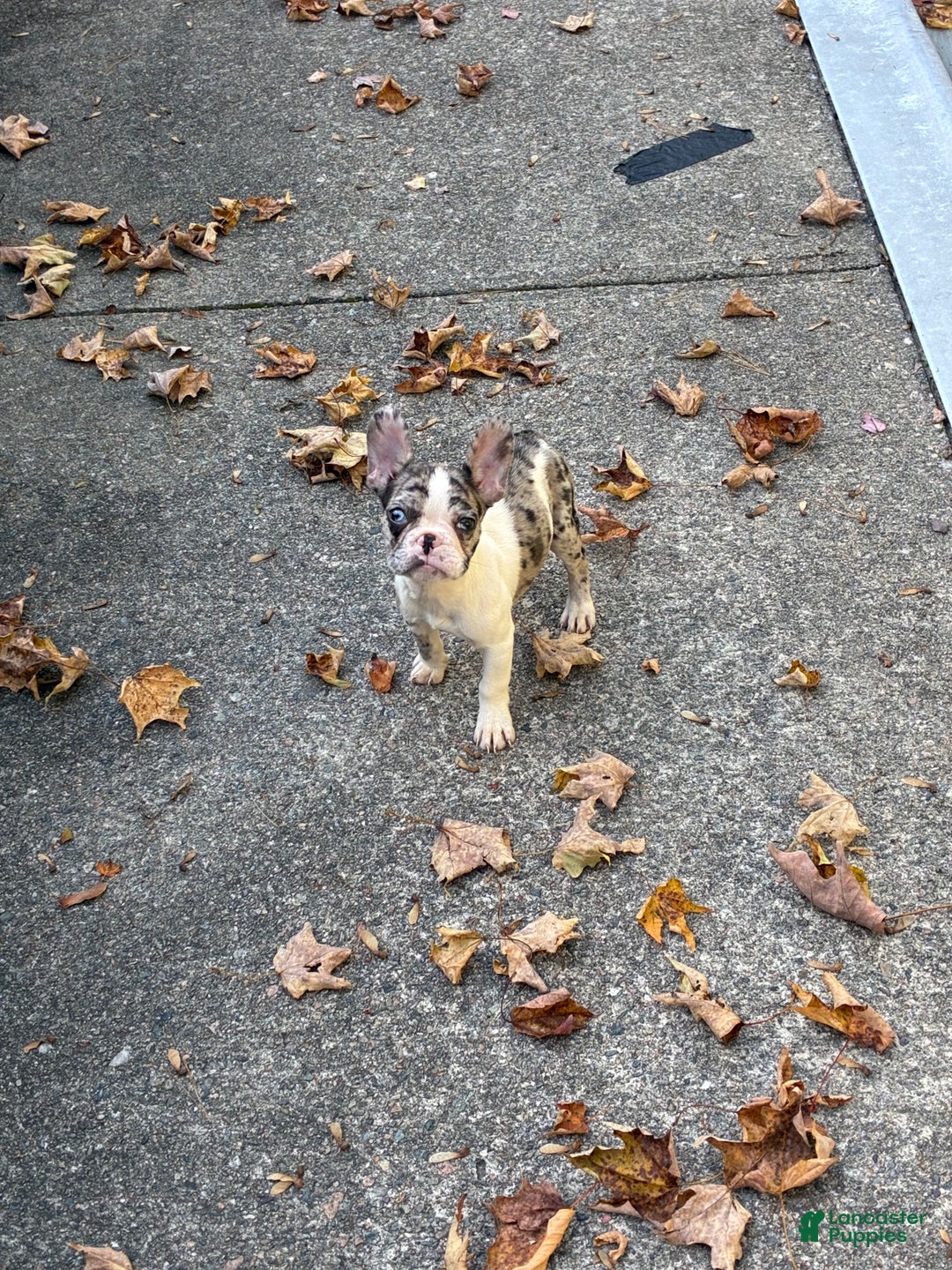 French Bulldog dogs for sale: French Bulldog Puppy 1 - Ad 1