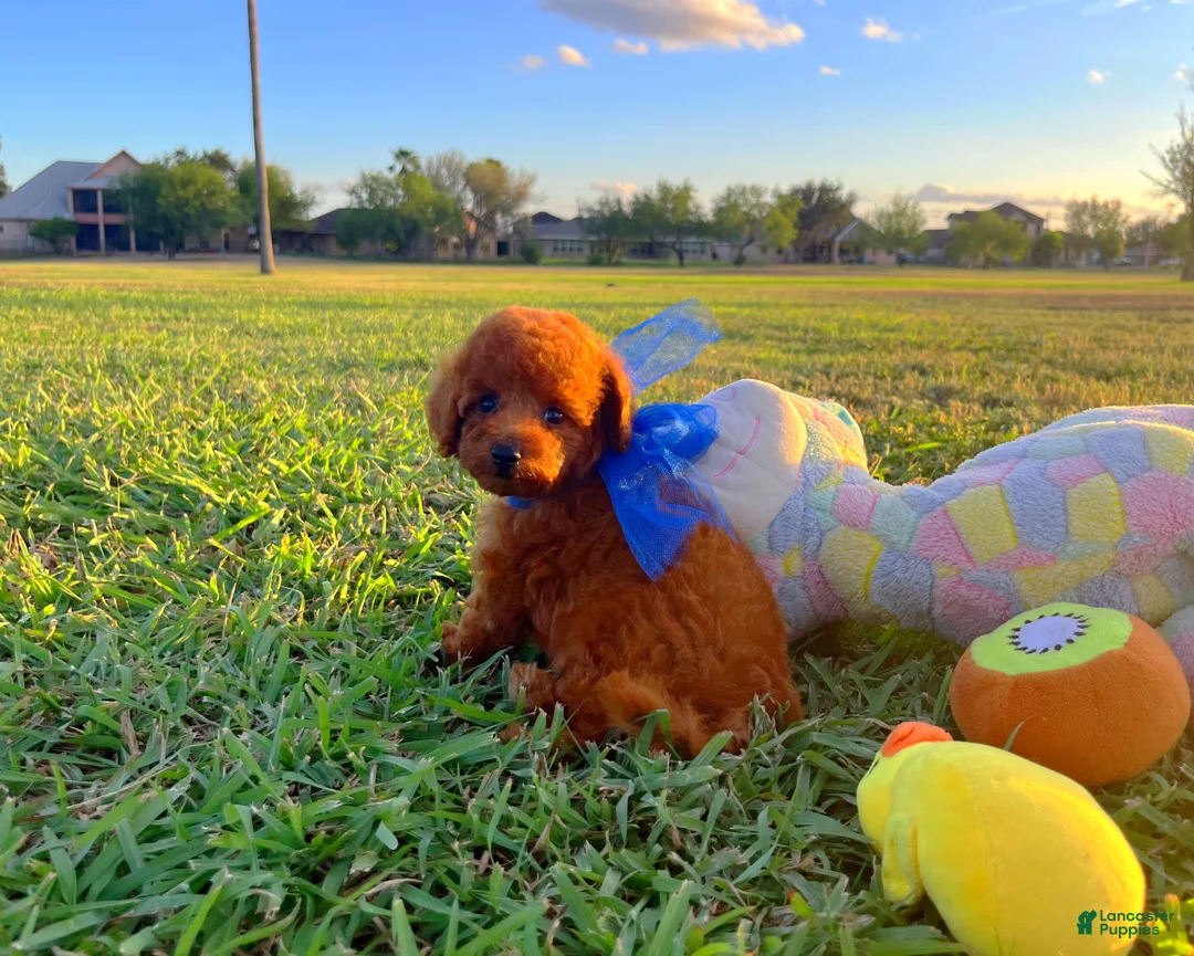 Toy Poodle dogs for sale: Teddy - Ad 2