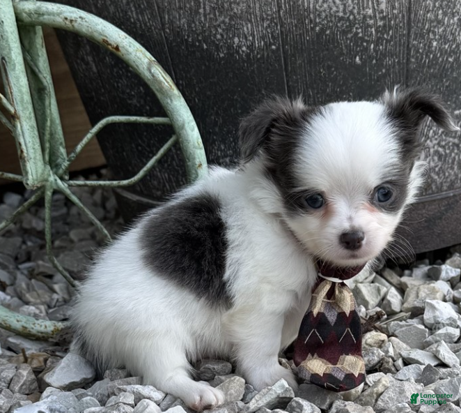 Chihuahua dogs Chihuahua 2 - Ad 13