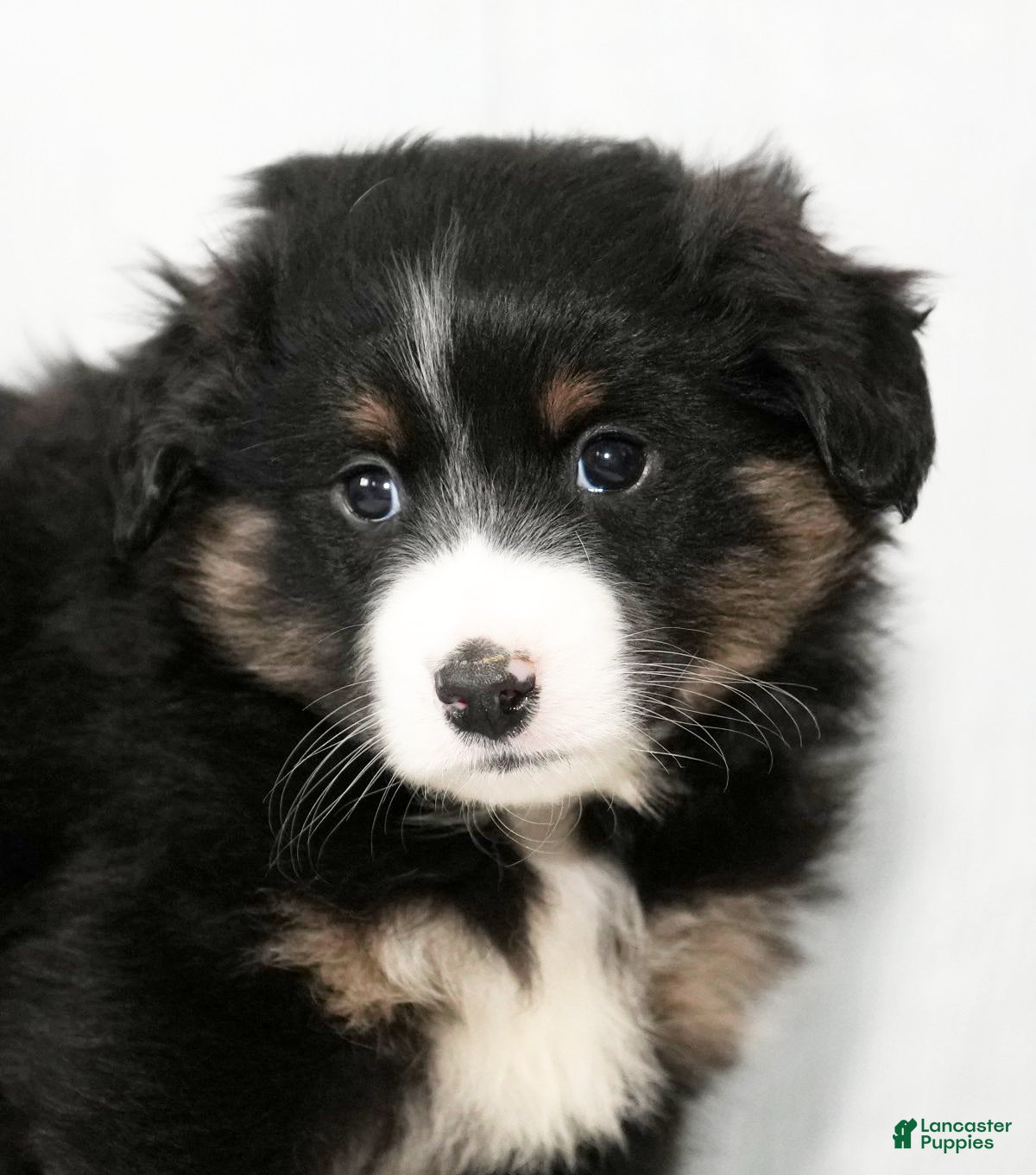 Miniature Australian Shepherd dogs Debbie - Ad 41
