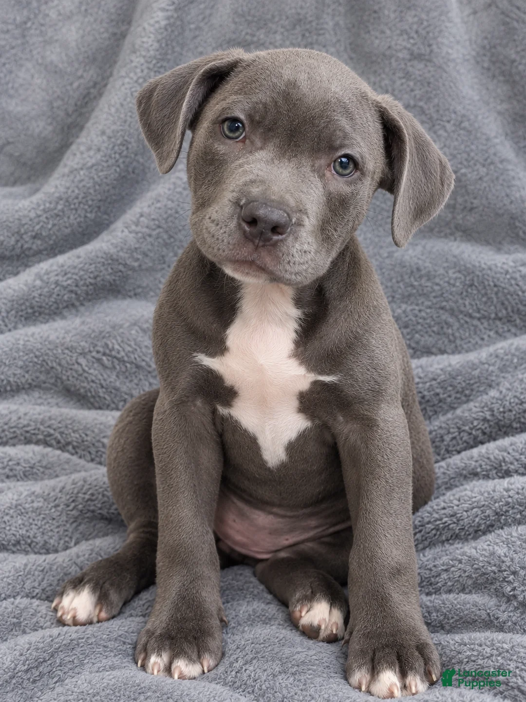 Mixed Breed dogs for sale: Kano - Ad 2