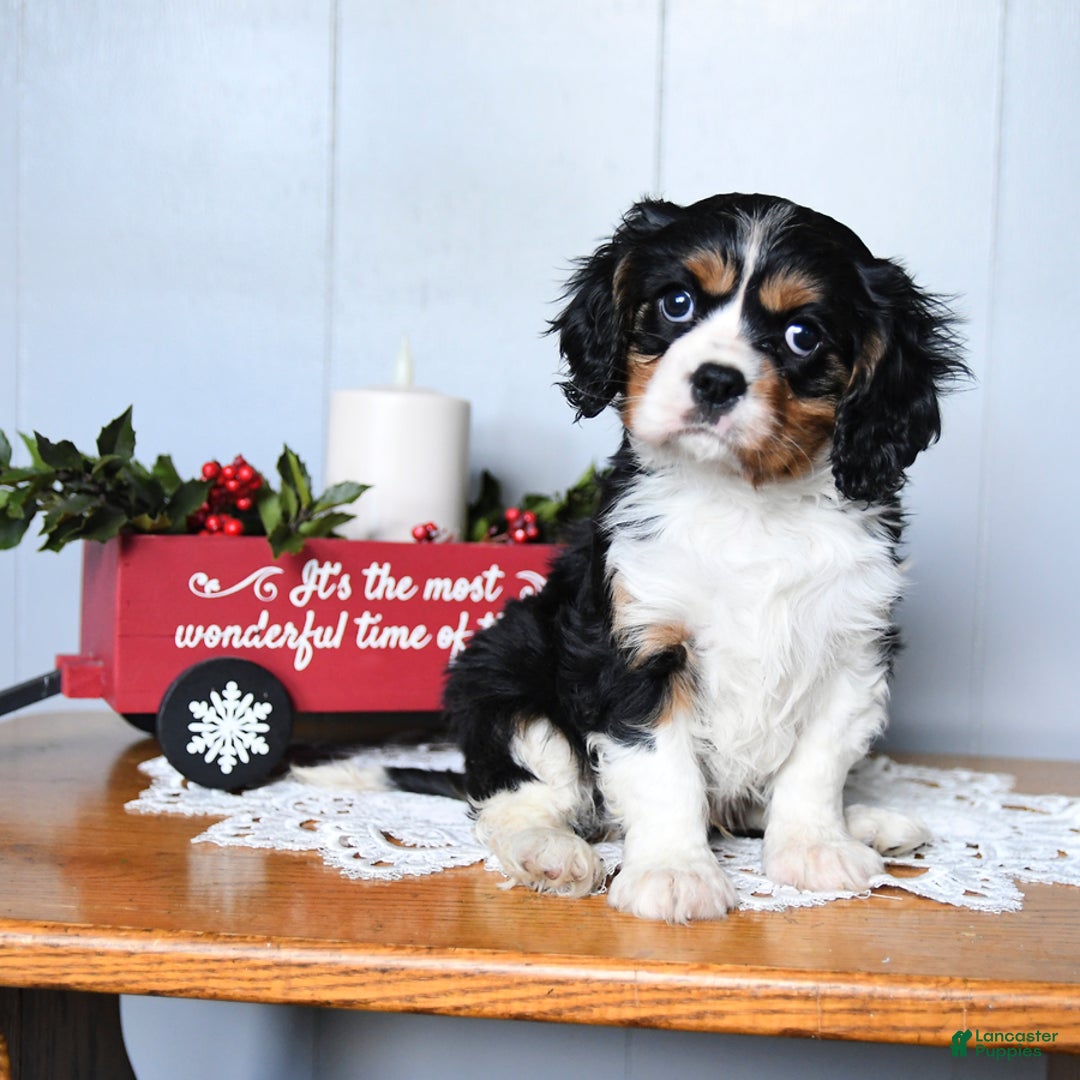 Cavalier King Charles Spaniel dogs for sale: Santa   - Ad 3