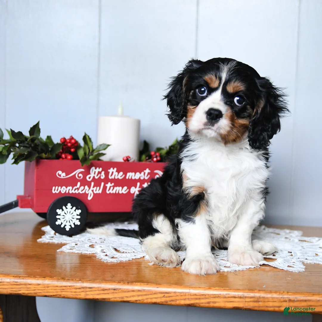 Cavalier King Charles Spaniel dogs for sale: Santa   - Ad 4
