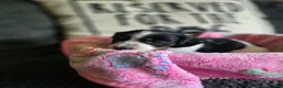 Miniature Dachshund dogs for sale: Miniature Dachshund 4 - Ad 10
