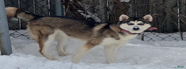 Mishka