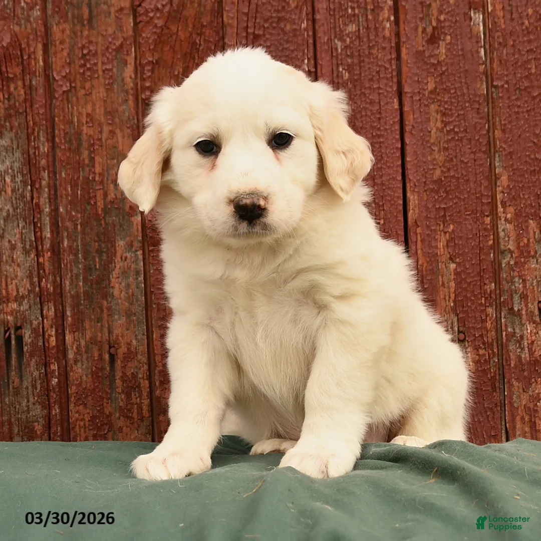 Great Pyrenees dogs for sale: Rain - Ad 3