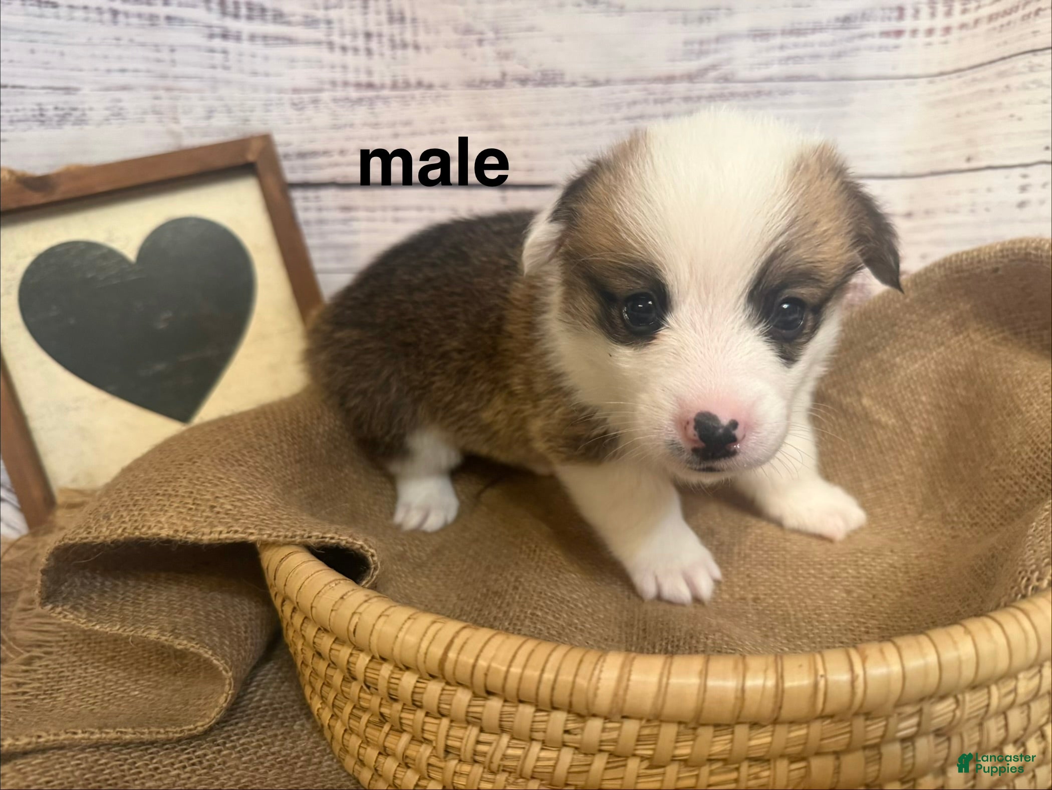 Welsh Corgi Pembroke dogs Welsh Corgi Pembroke 6 - Ad 1