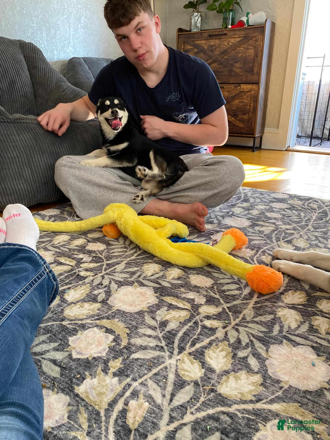 Pomsky dogs for sale: Sugar  - Ad 2