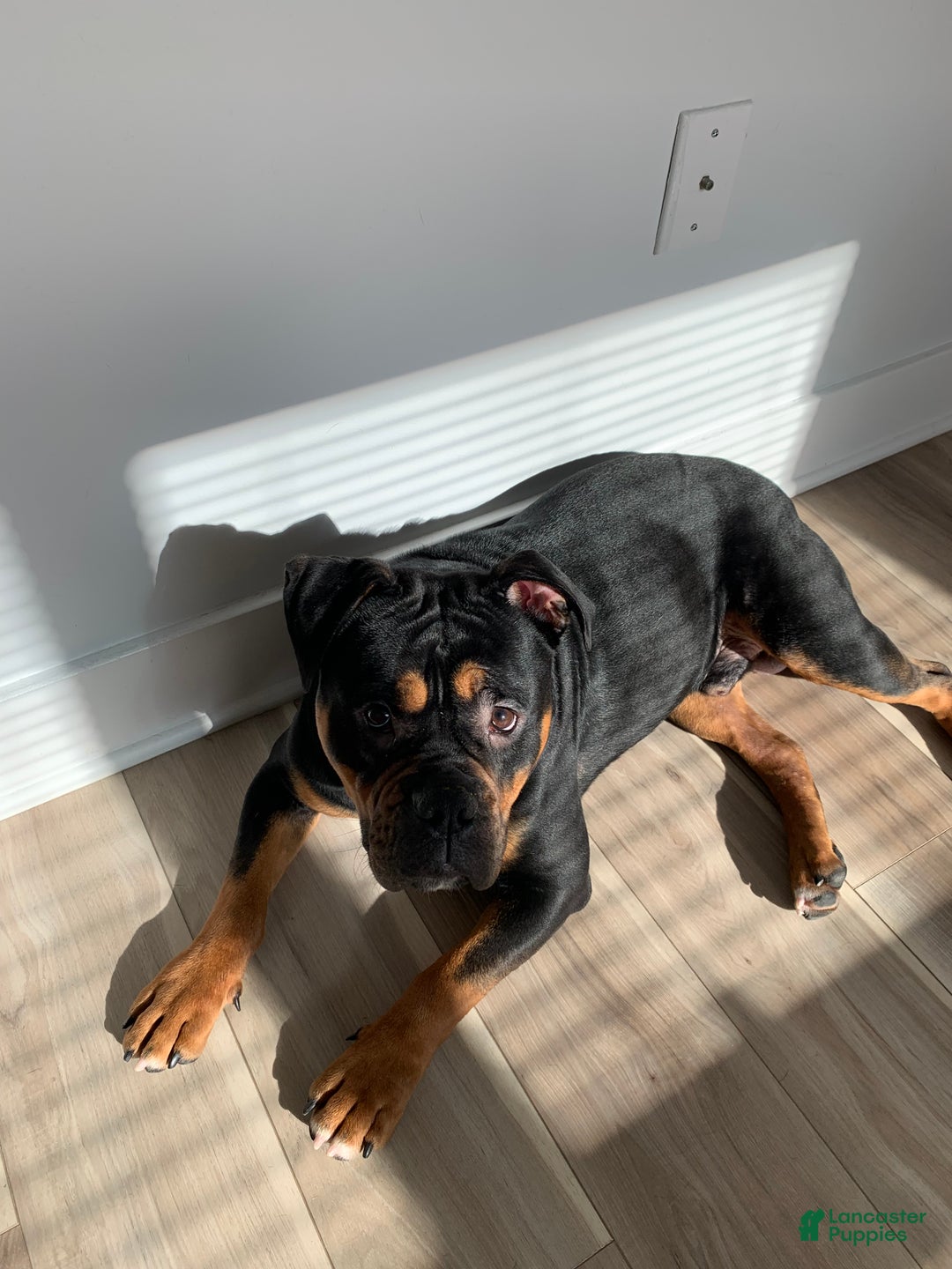 Mixed Breed dogs for sale: Champ - Ad 3