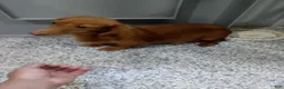 Miniature Dachshund dogs for sale: Cocoa - Ad 6
