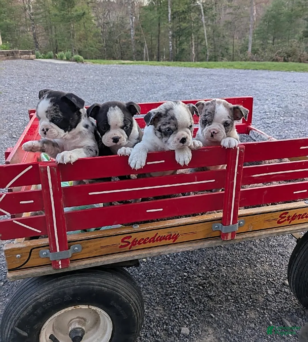 Boston Terrier dogs for sale: Cupcake - Ad 5