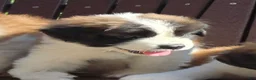 Saint Bernard dogs for sale: Journey - Ad 8
