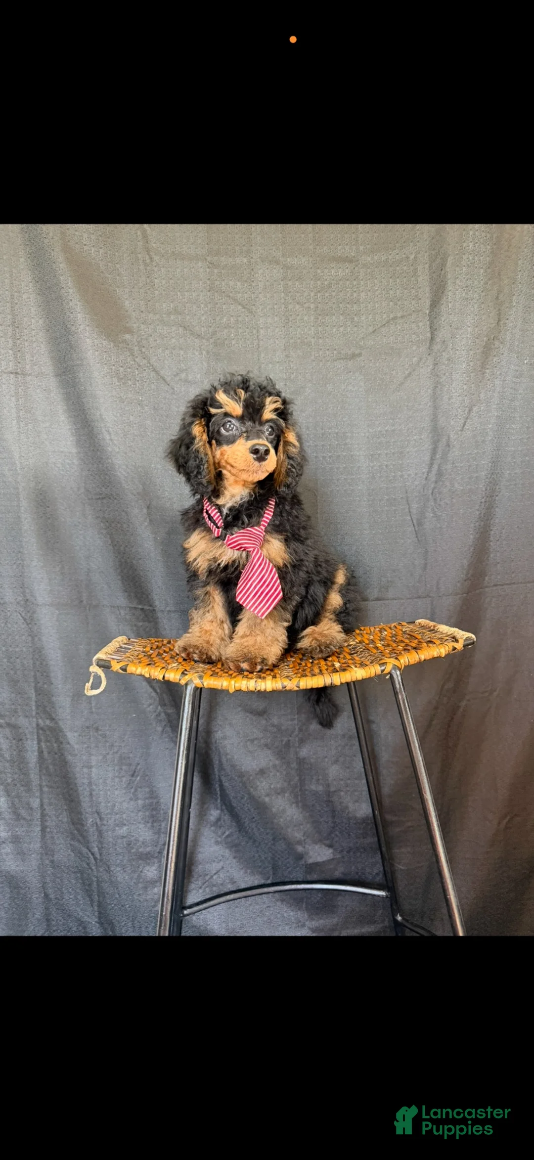 Miniature Poodle dogs for sale: Akc Clear 🧬 Tested Black Phantom Boy 💙 - Ad 2