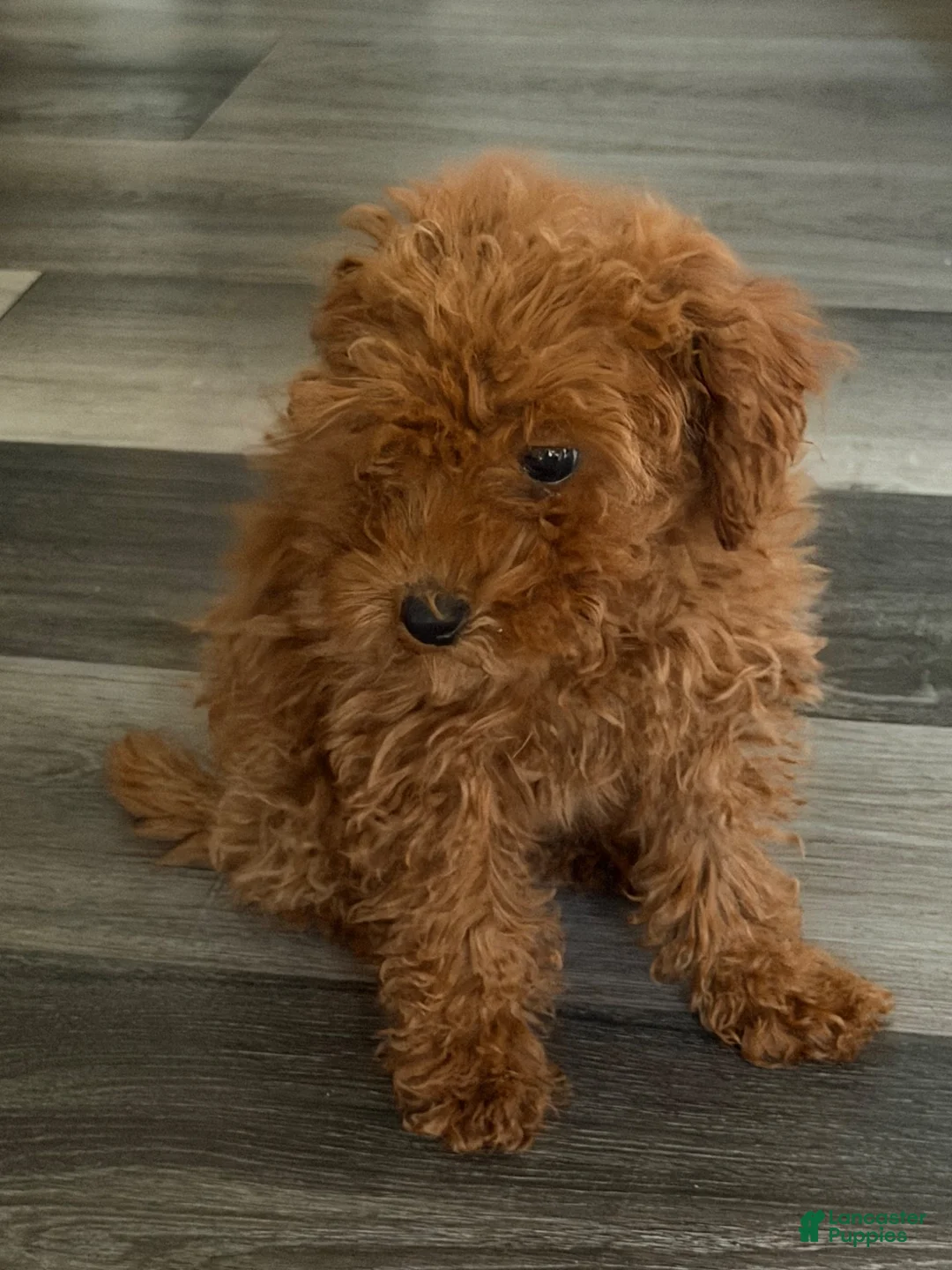 Toy Poodle dogs for sale: Toy Poodle 1 - Ad 2