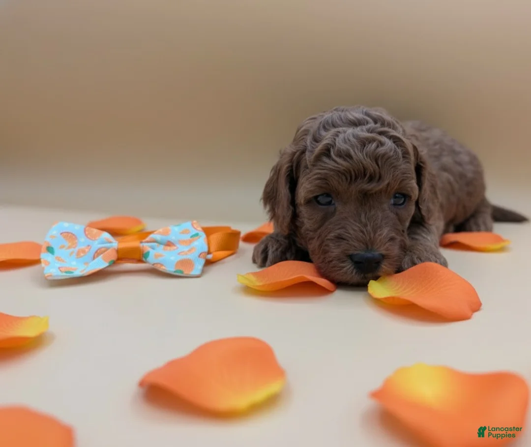 Toy Poodle dogs for sale: Maple 🍁 - Ad 5