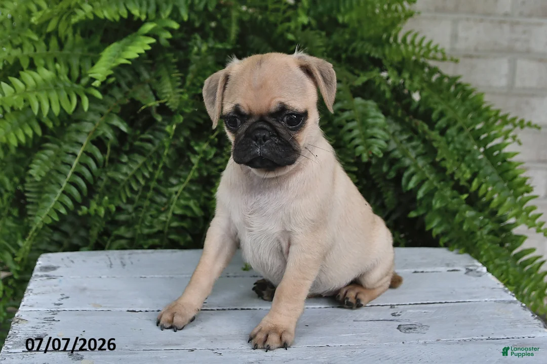 Pug dogs for sale: Ellie - Ad 1