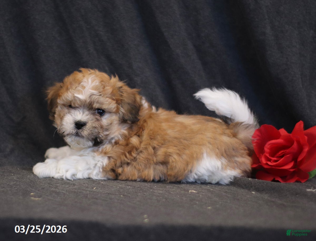 Teddy Bear dogs Nevada - Ad 2