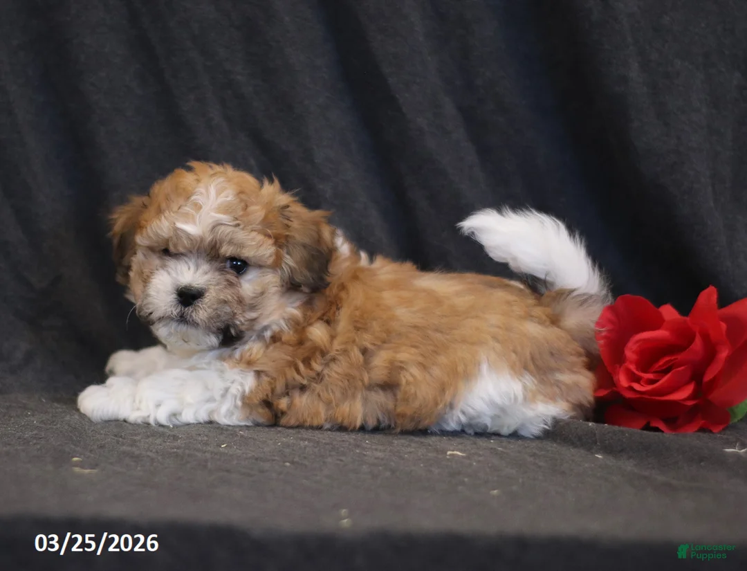 Teddy Bear dogs for sale: Nevada - Ad 2