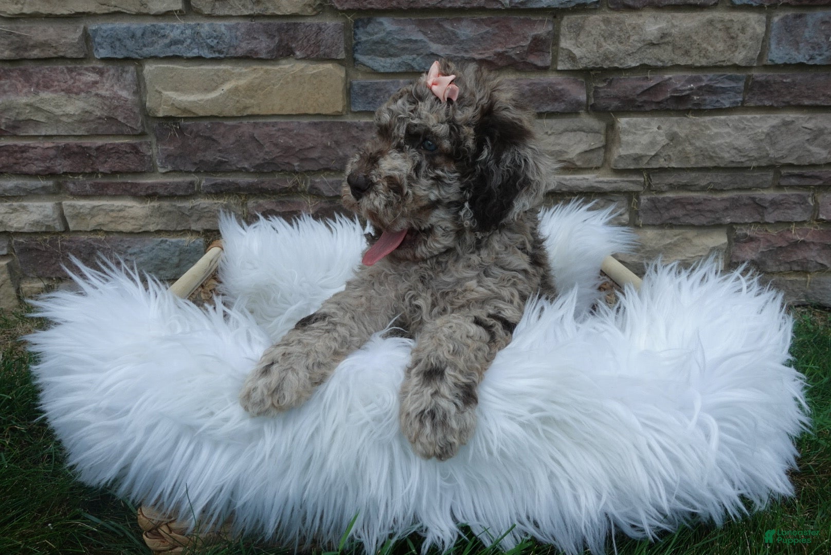 Newfypoo dogs Lacey - Ad 2