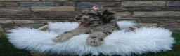 Newfypoo dogs for sale: Lacey - Ad 2