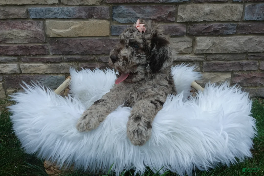 Newfypoo dogs for sale: Lacey - Ad 2