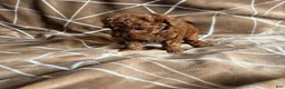 Cavapoo dogs for sale: Nicky - Ad 16