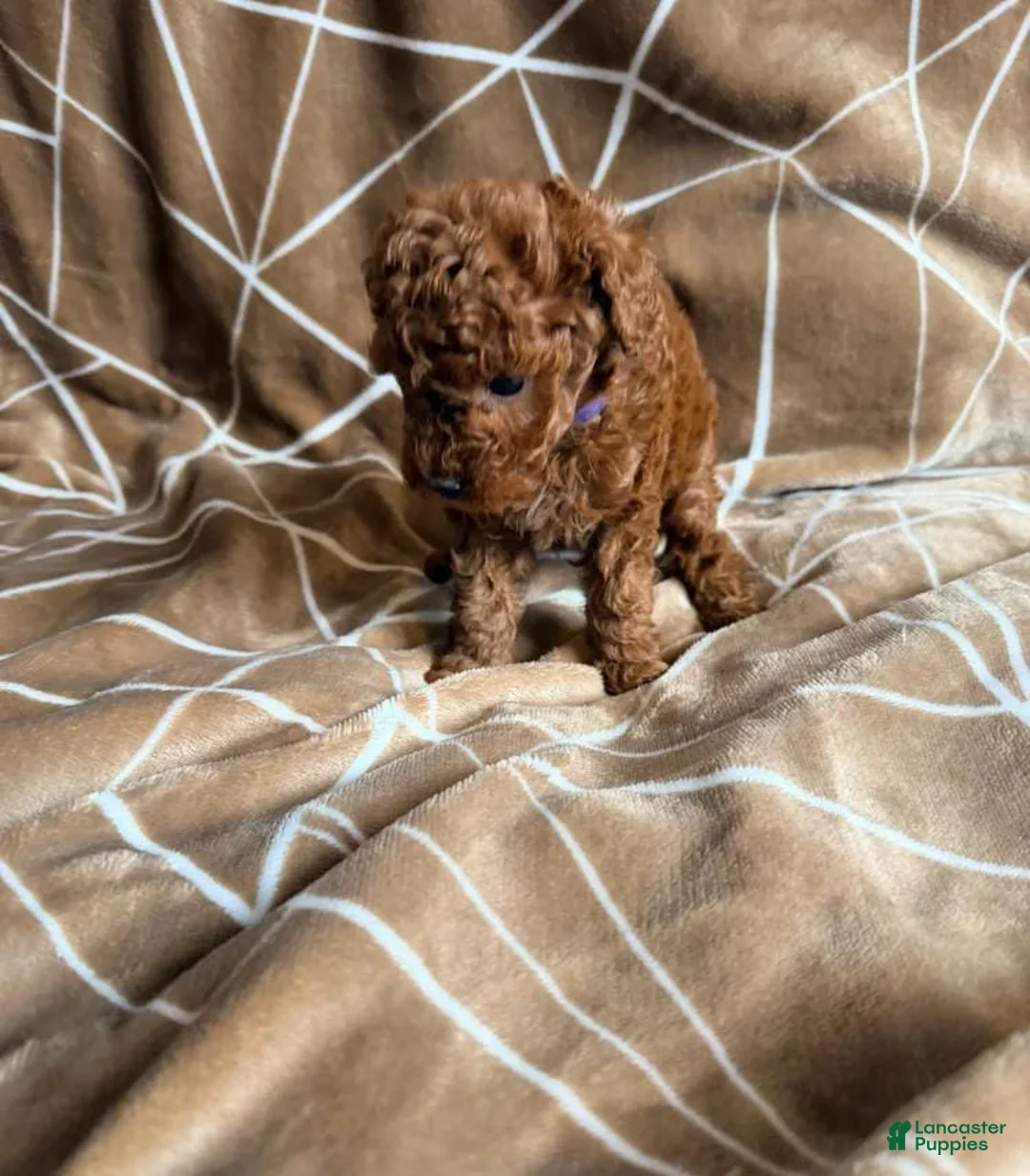 Cavapoo dogs for sale: Nicky - Ad 16