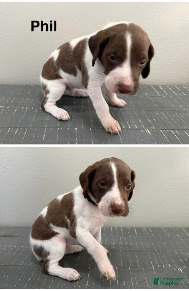German Shorthaired Pointer dogs Phil - Ad 2