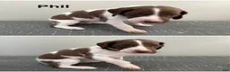German Shorthaired Pointer dogs for sale: Phil - Ad 1