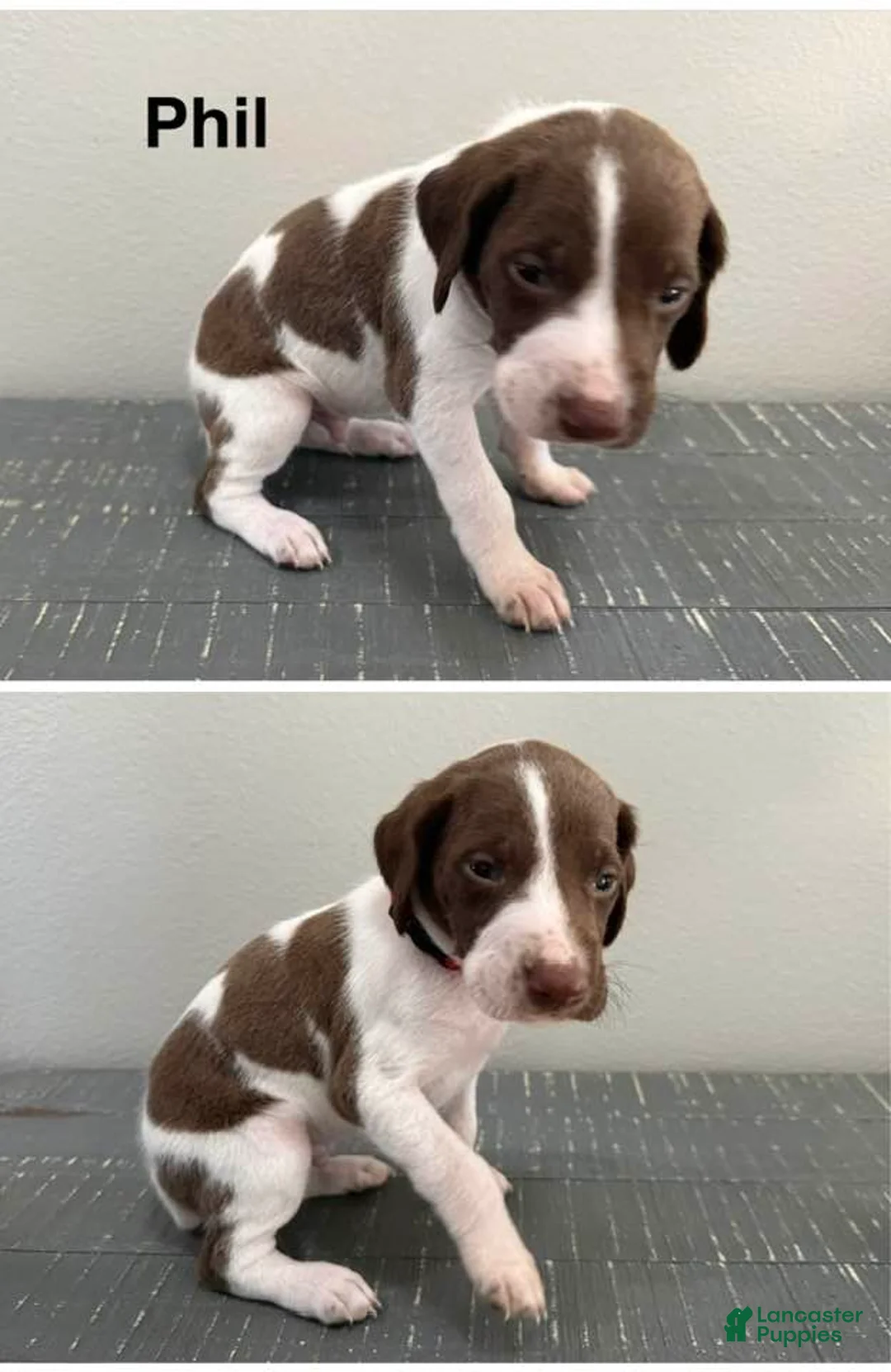 German Shorthaired Pointer dogs for sale: Phil - Ad 1