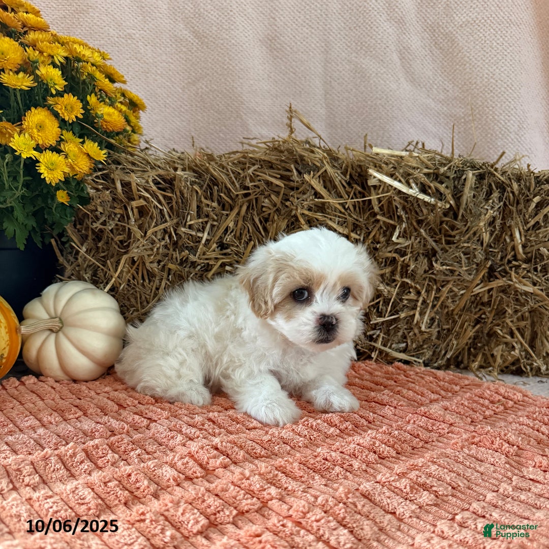 Teddy Bear dogs for sale: Cindy - Ad 2