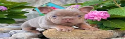 French Bulldog dogs for sale: Tracy - Ad 3