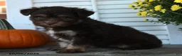 Mixed Breed dogs for sale: Mocha - Ad 3
