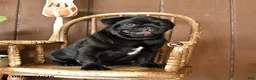 Pug dogs for sale: Sparky - Ad 3