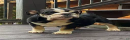 English Bulldog dogs for sale: Raven - Ad 7